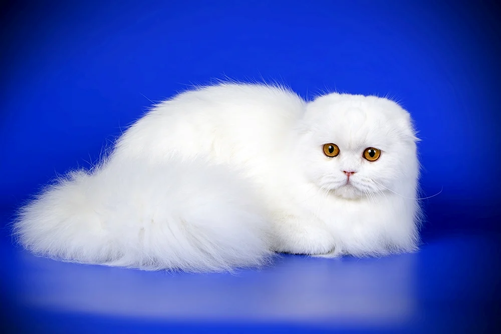 Scottish Fold Langhaar Highland