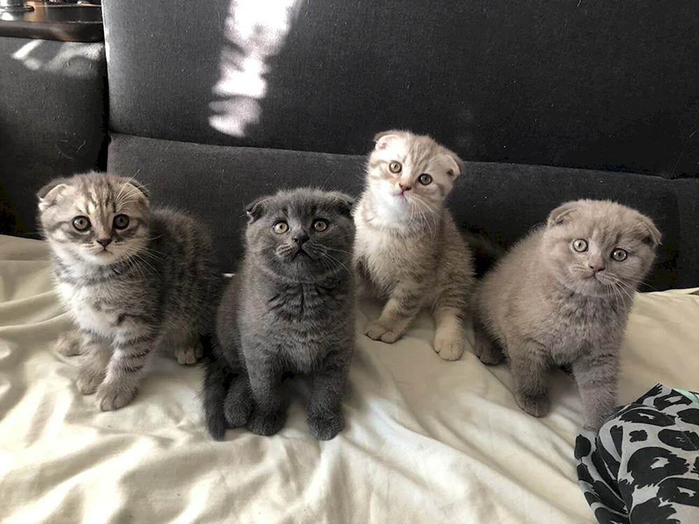 British lop cat mix