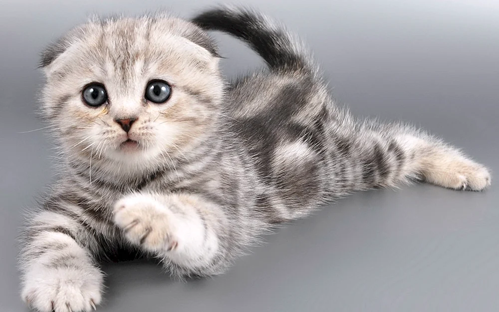 Schottische graue Lop-Katze