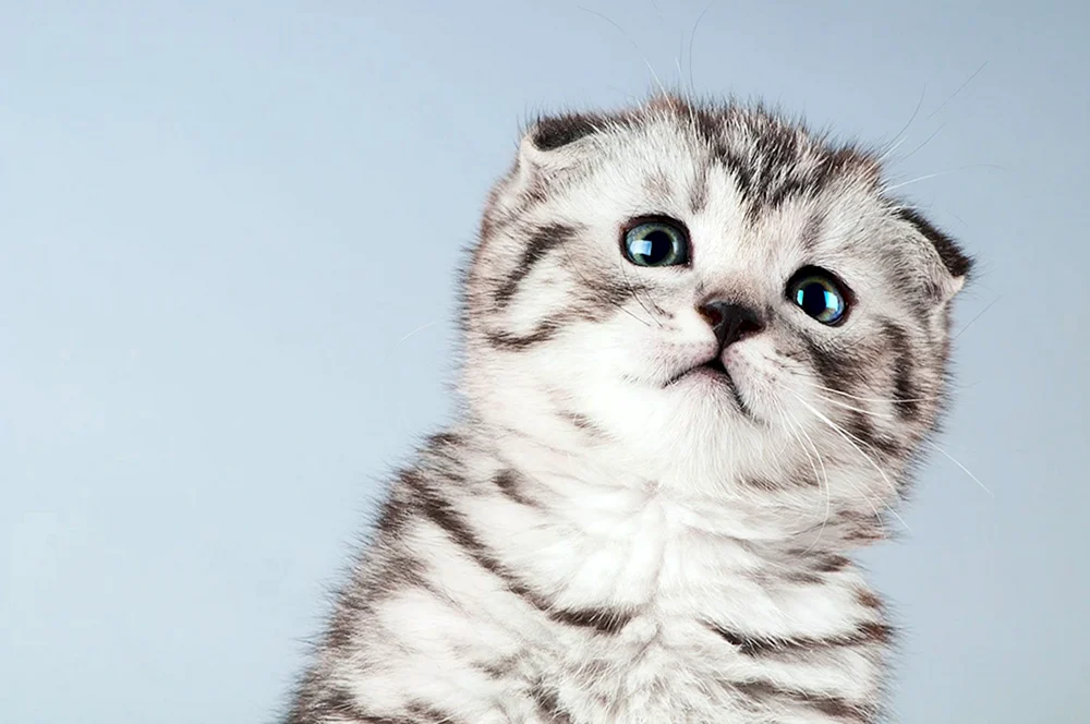 Schottische Lop-Katze