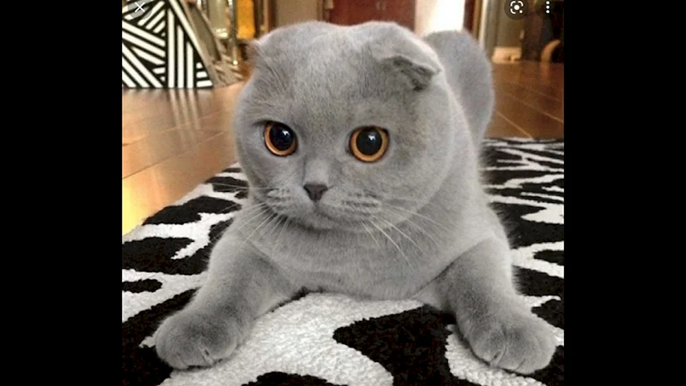 Scottish Fold Scottish Lop