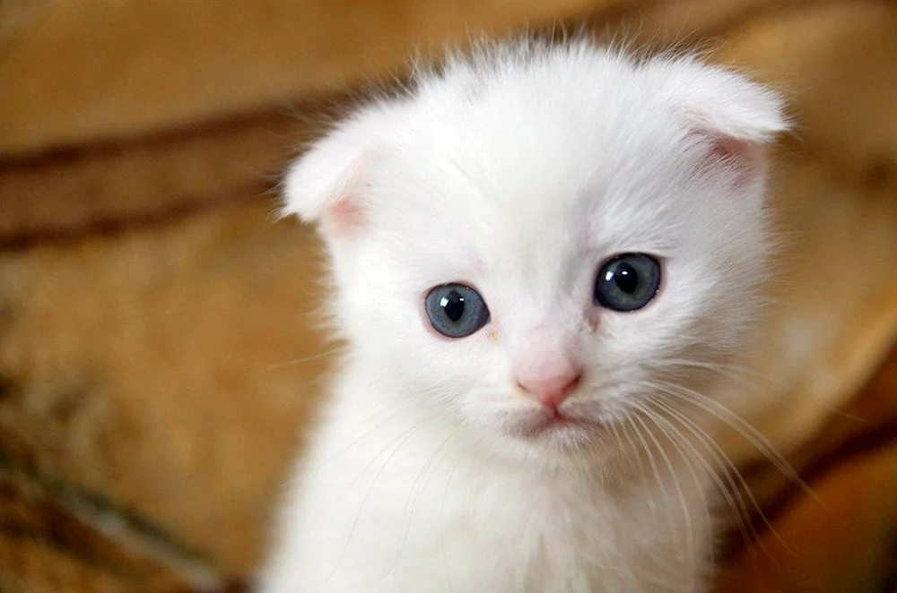 Schottische lop Katze weiß