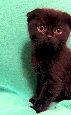 Scottish Fold Kätzchen schwarz