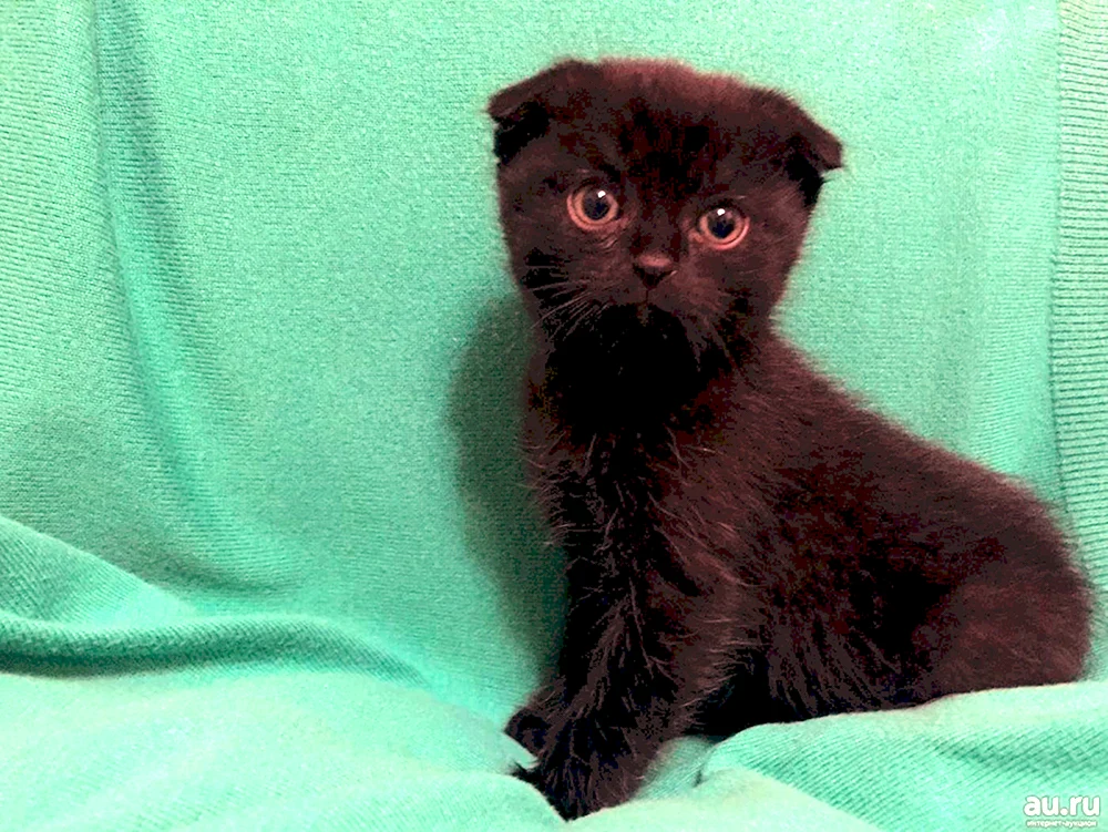 Scottish Fold Kätzchen schwarz