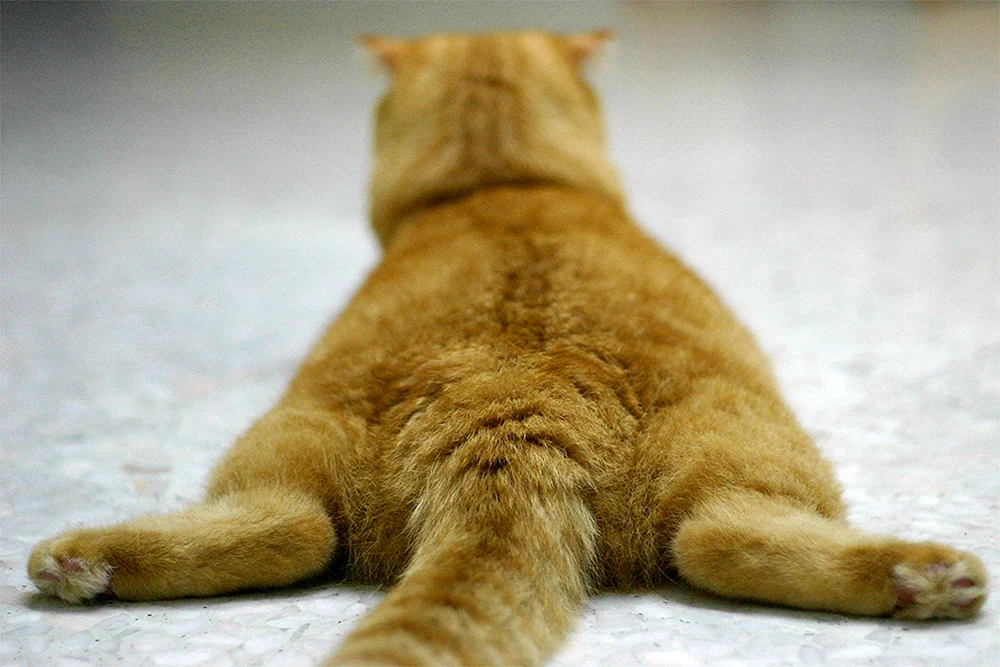Katze Gefaltet Pfoten