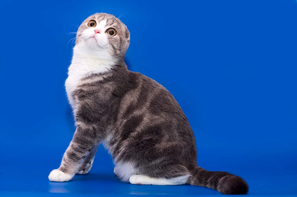 Scottish Fold Munchkin