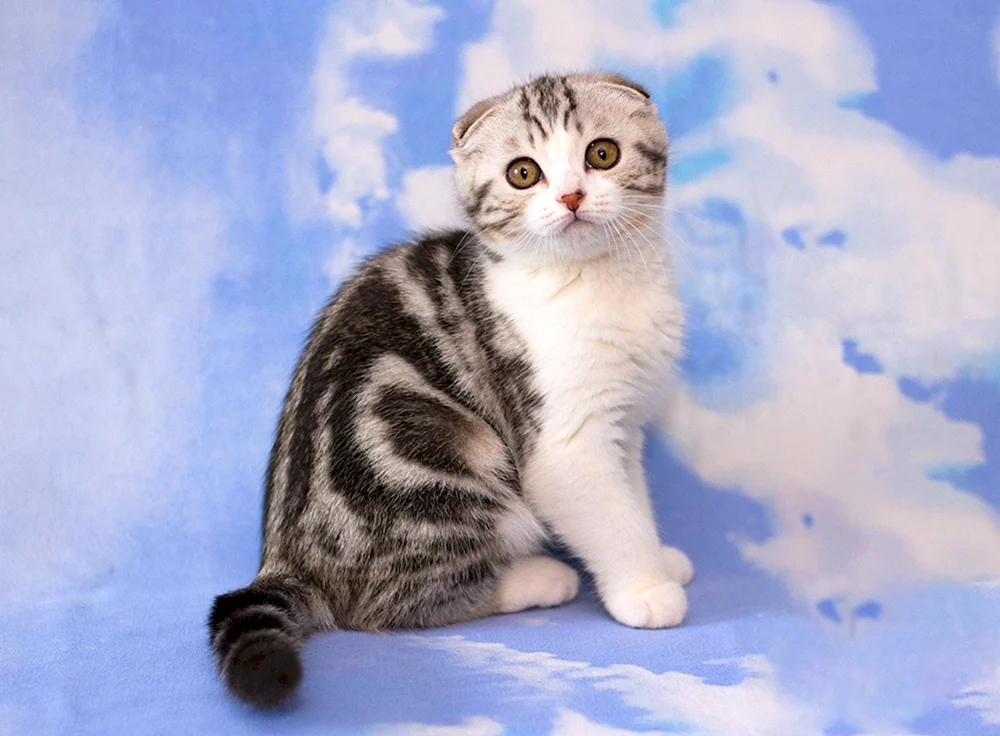 Scottish Lop cat