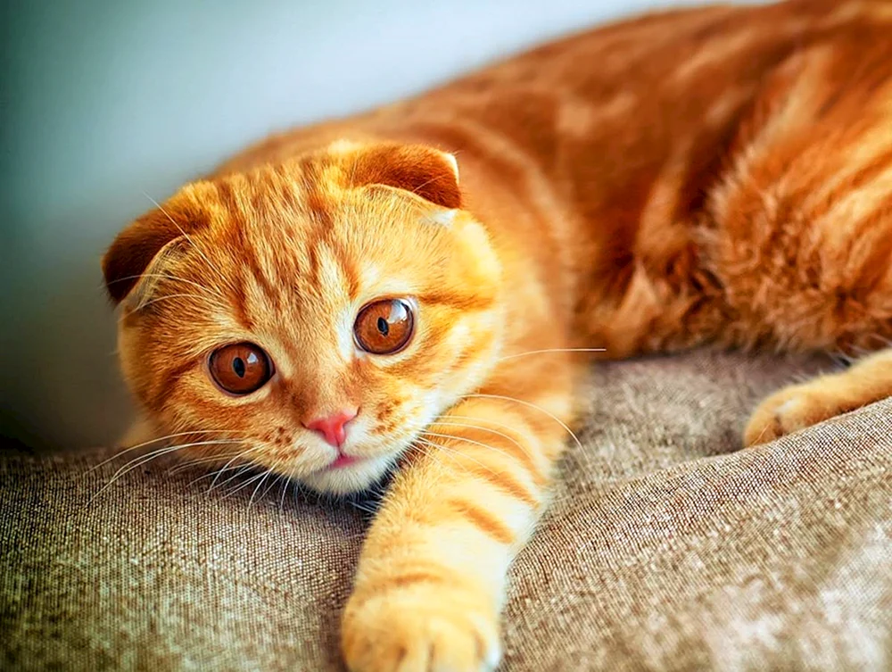 Schottische Schopfkatze rothaarig