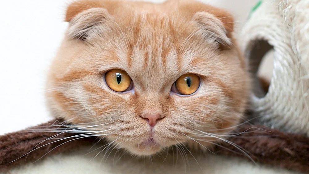 Schottische Lop-Katze rot
