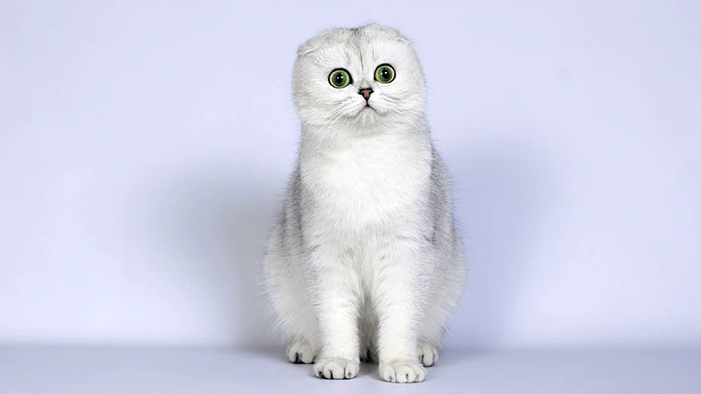 Schottische Langhaarkatze weiß