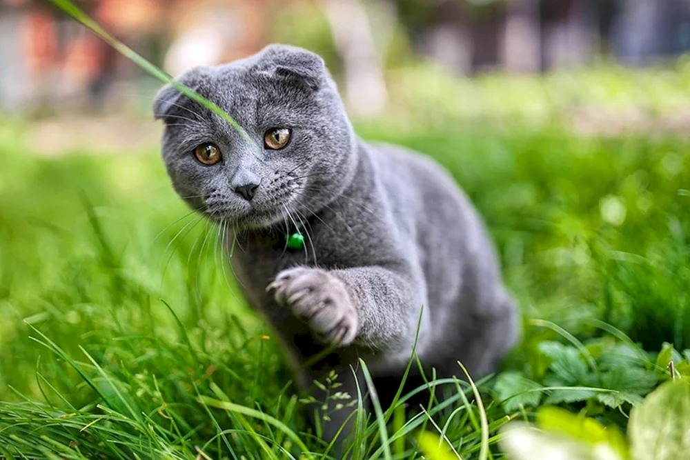 Scottish lop- Scottish Fold Scottish Lop