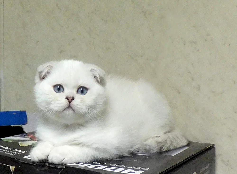 Scottish Fold bicolour