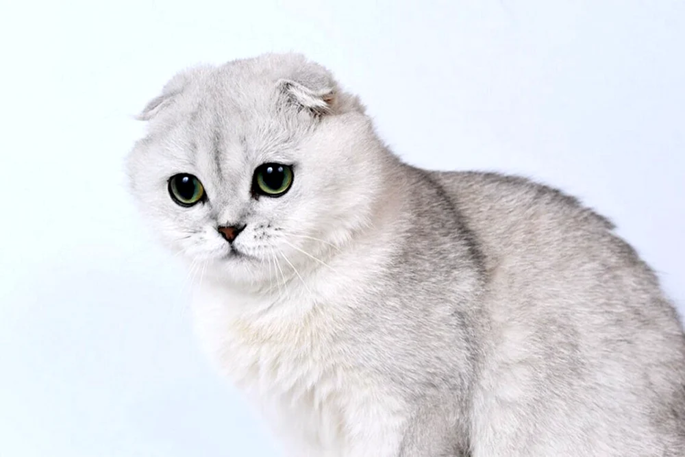 Cottish Fold Chinchilla