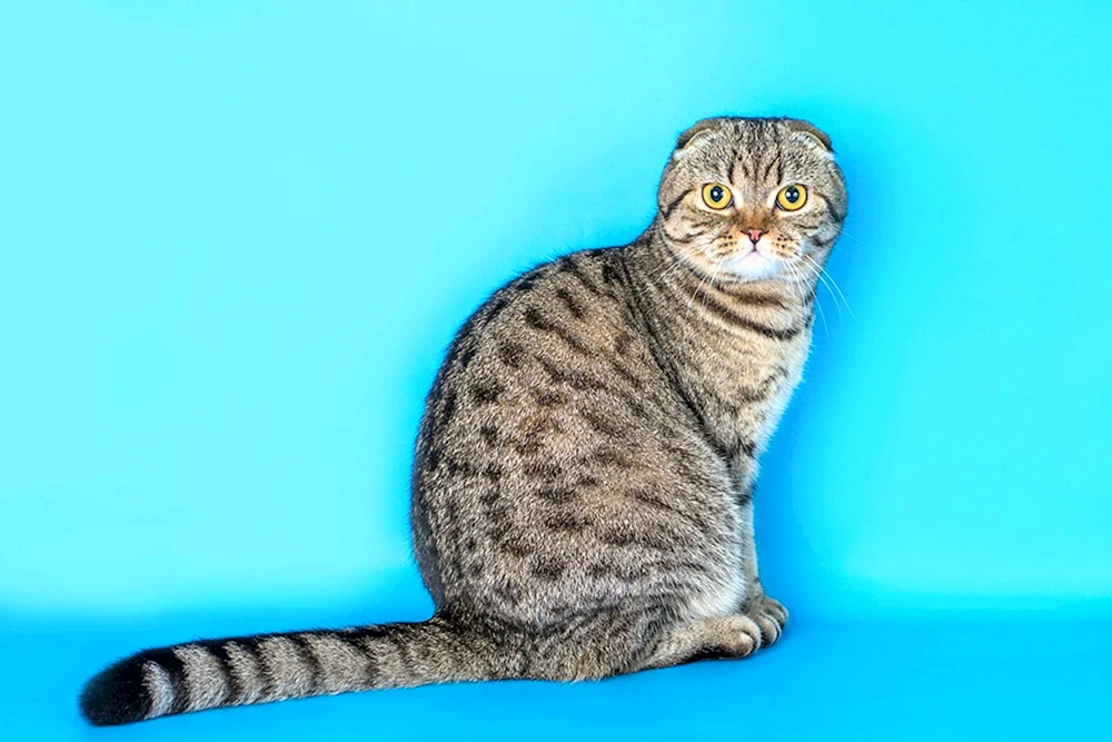 Schottisch lop gestromte Katze marmoriert