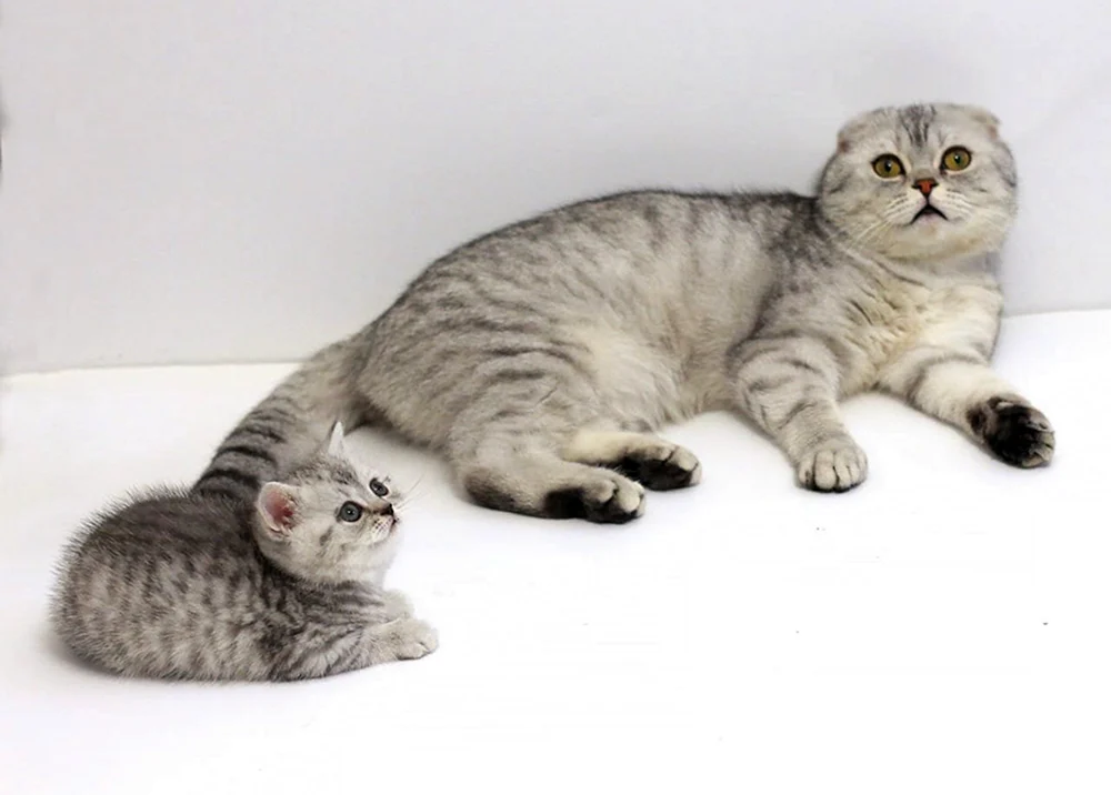 Scottish Fold Kätzchen