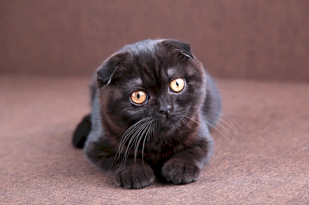 Schottische Katze schwarz Scottish Fold lop schwarz