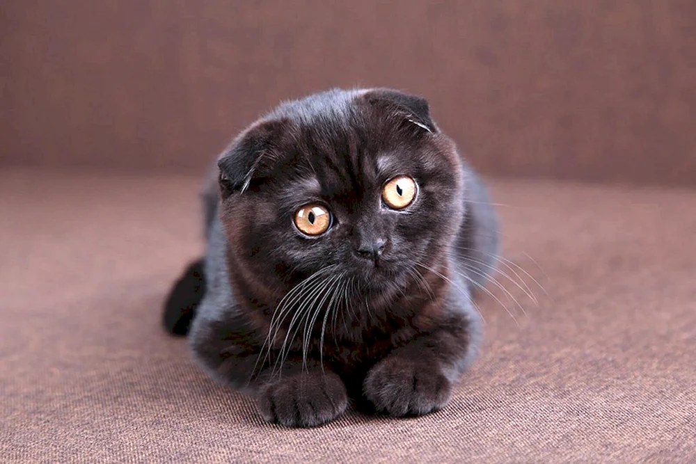 Schottische Meerkatze schwarz
