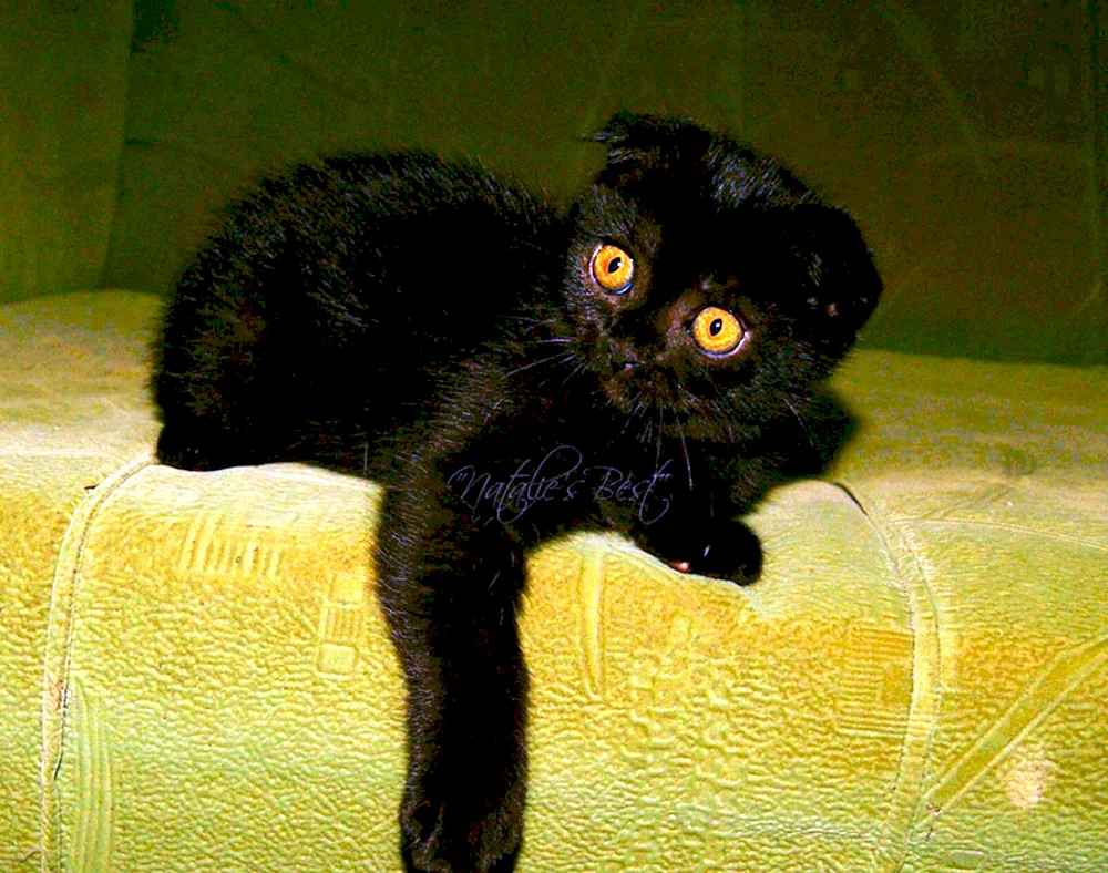 Schottische Fleckenkatze schwarz