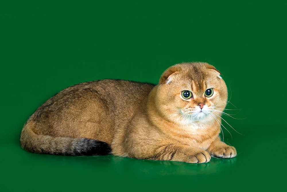 Schottische Falte Goldenes Chinchilla