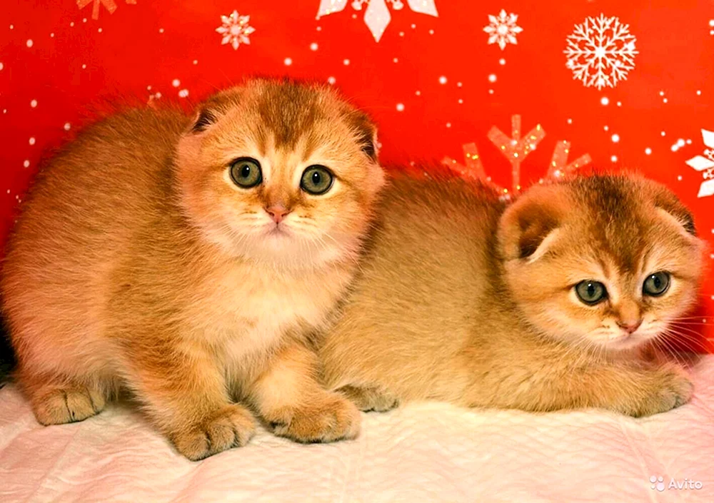 Schottisches Schottisches Goldenes Chinchilla
