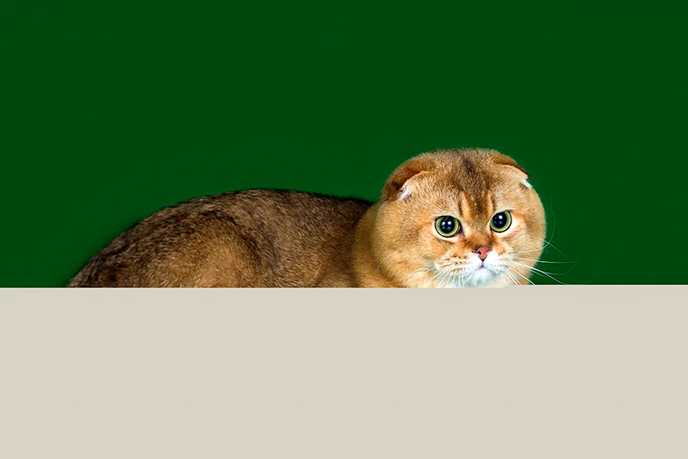 Goldenes Ticinese Chinchilla Schottisch