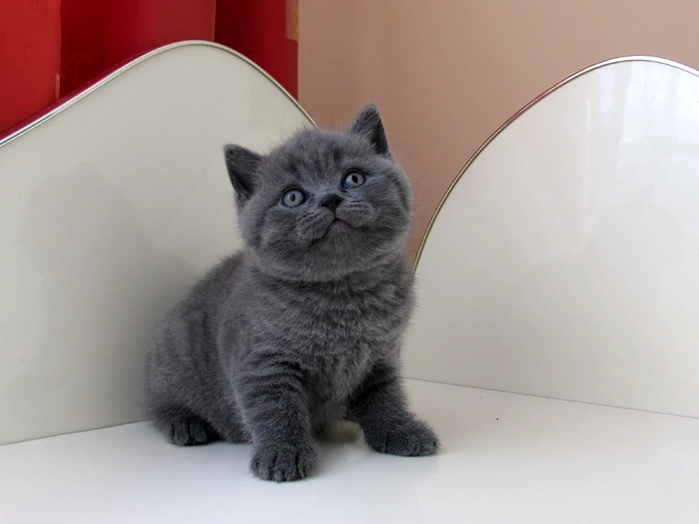 Smoky Europäisch Kurzhaar Katze