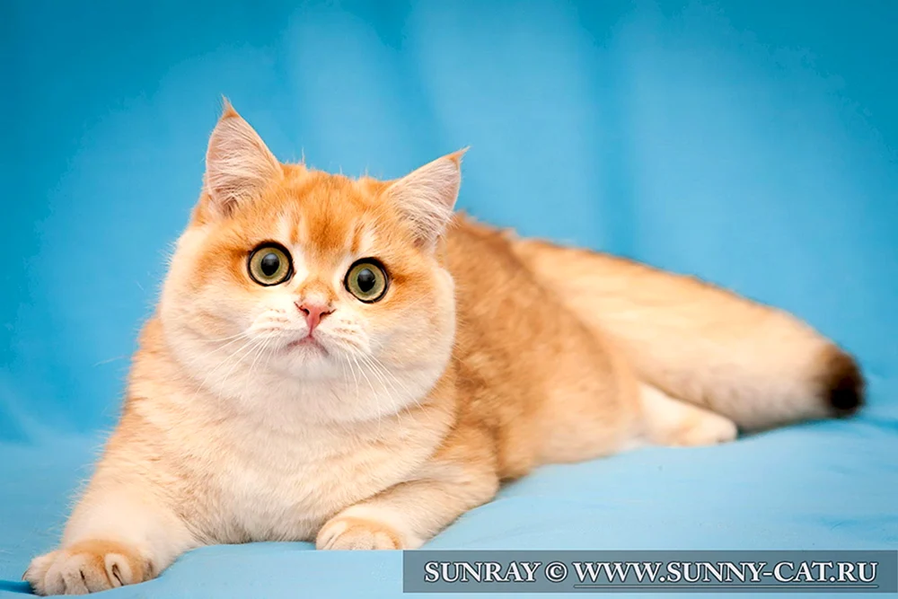 Schottische Katze gerade rot