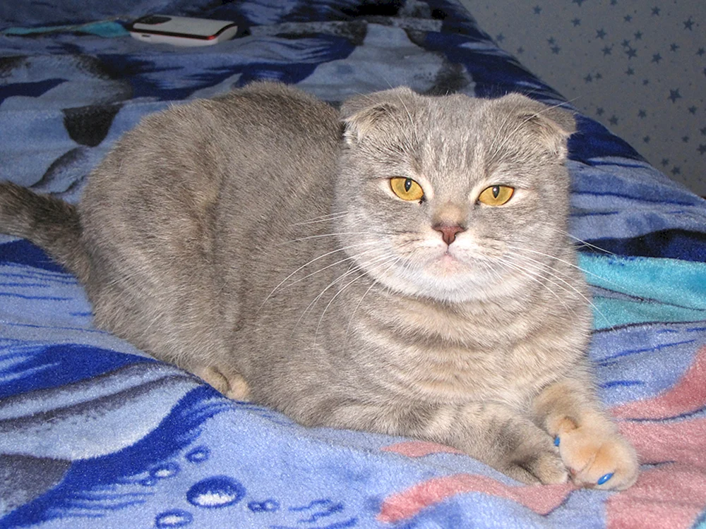 Schottische Mestizenkatze Mestizo