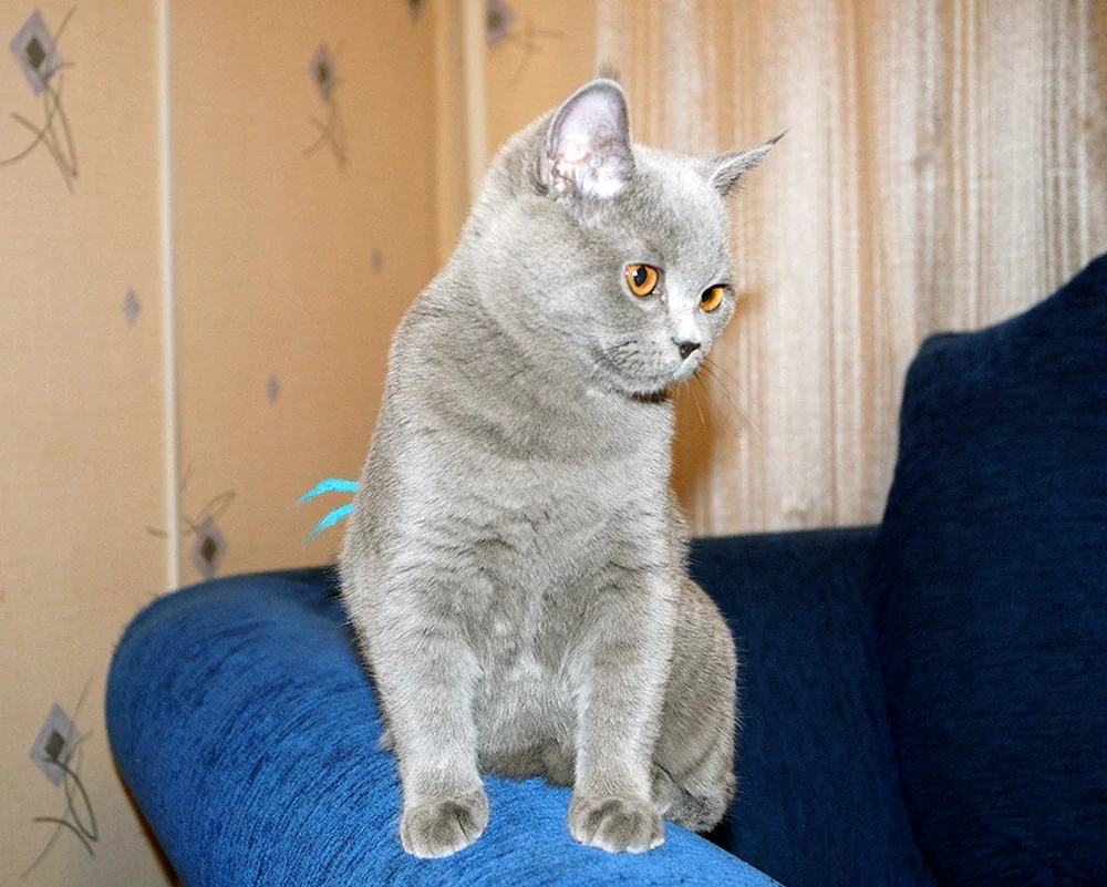Schottische Mestizenkatze Mestizo