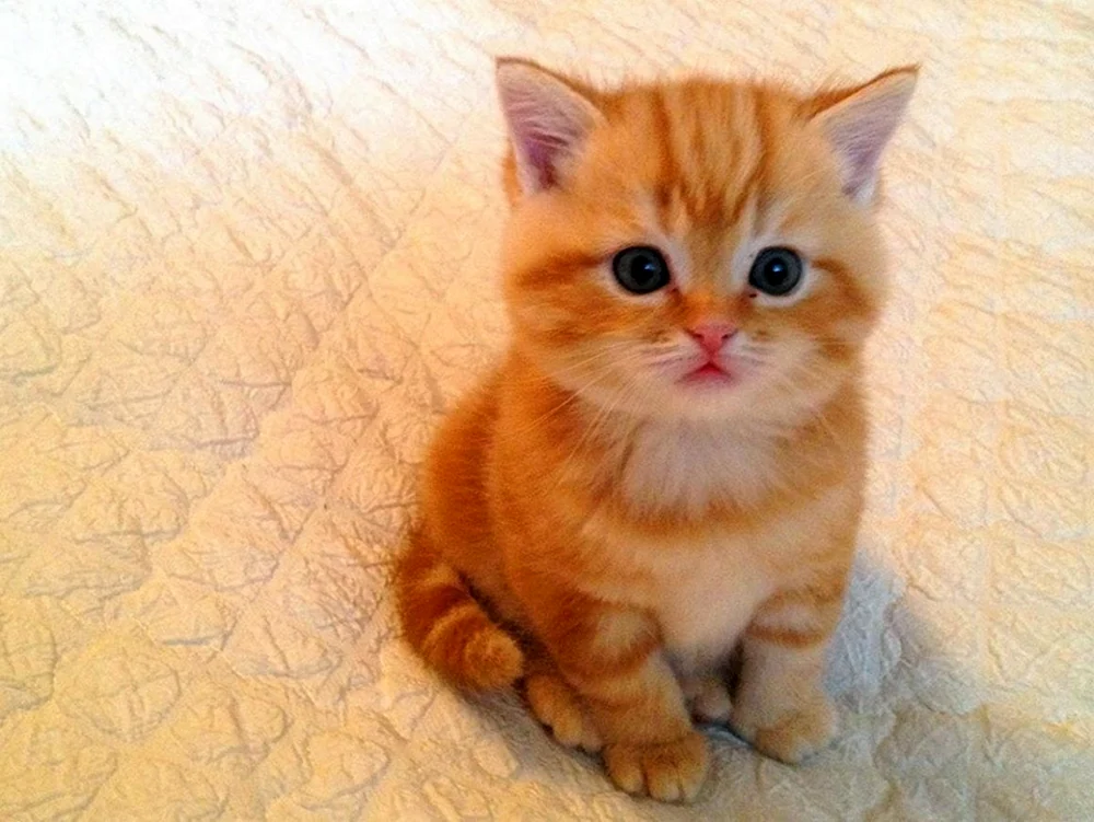 Schottische Scottish Fold Katze rot