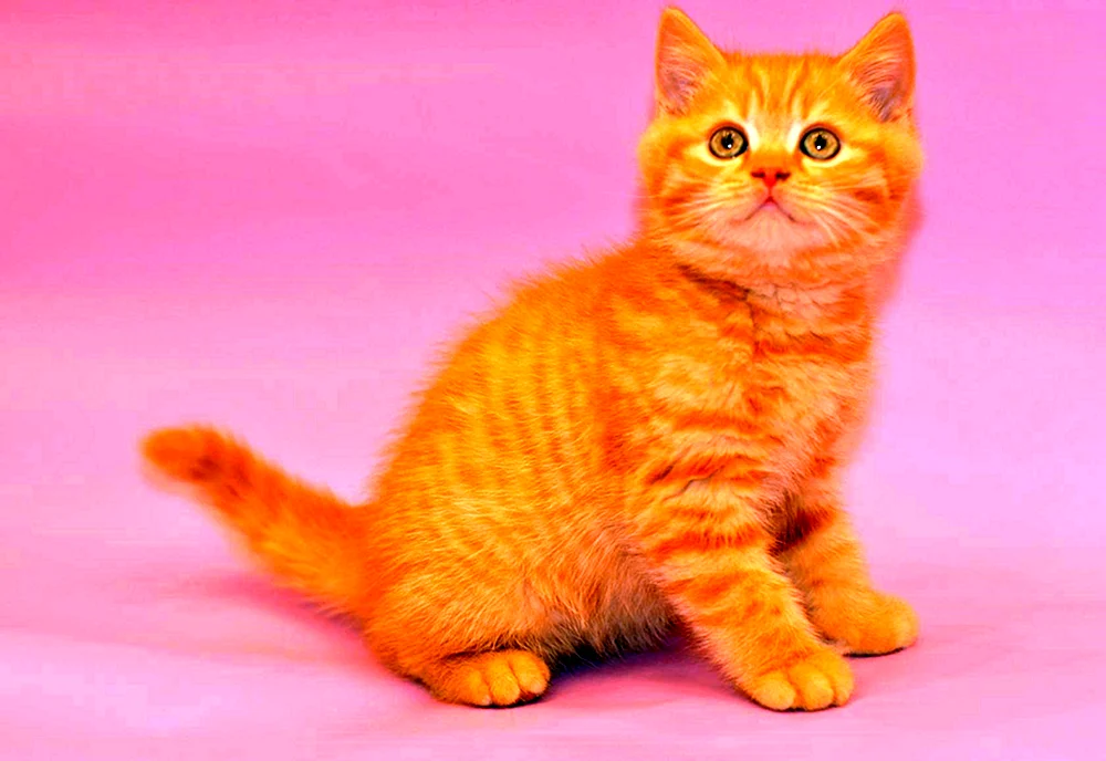 Schottische Katze rot Scottish Fold Scottish Lop ginger