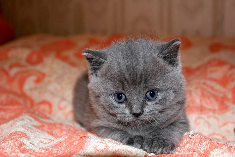 Schottisch Schottisch Scottish Straight Katze Katze