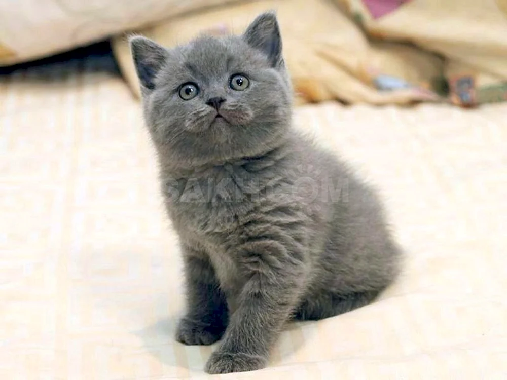 Schottische rein graue Katze Kätzchen