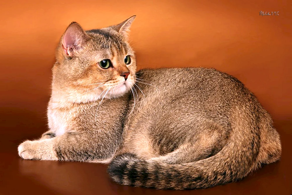 Schottisches lop Goldenes Chinchilla