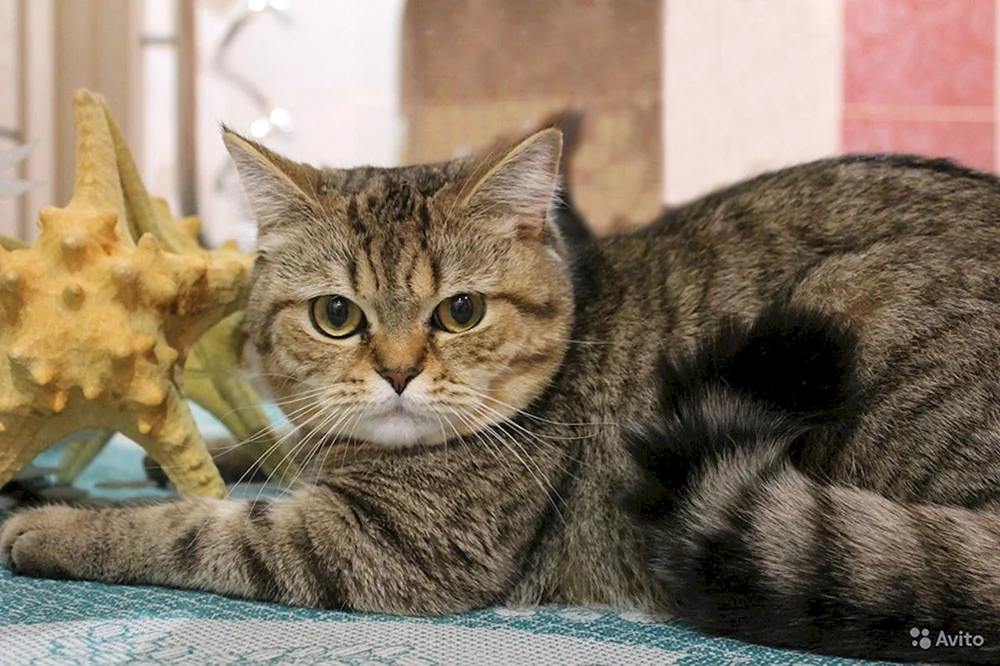 Main Coon Katze