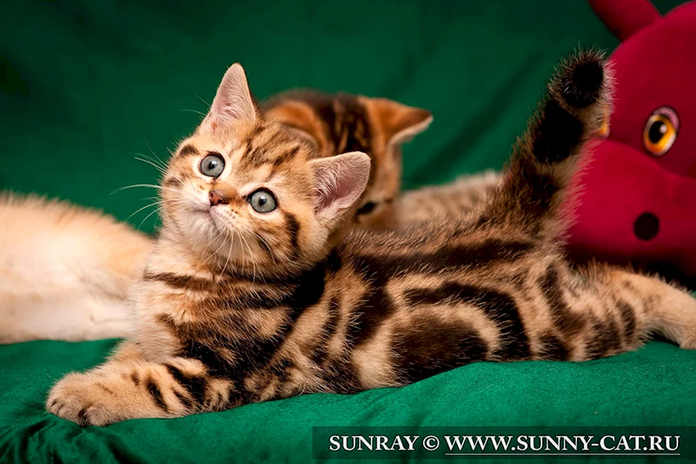 Britische marmorierte gestromte Katze marmoriert