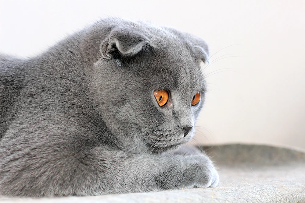 Schottische Fleckenkatze