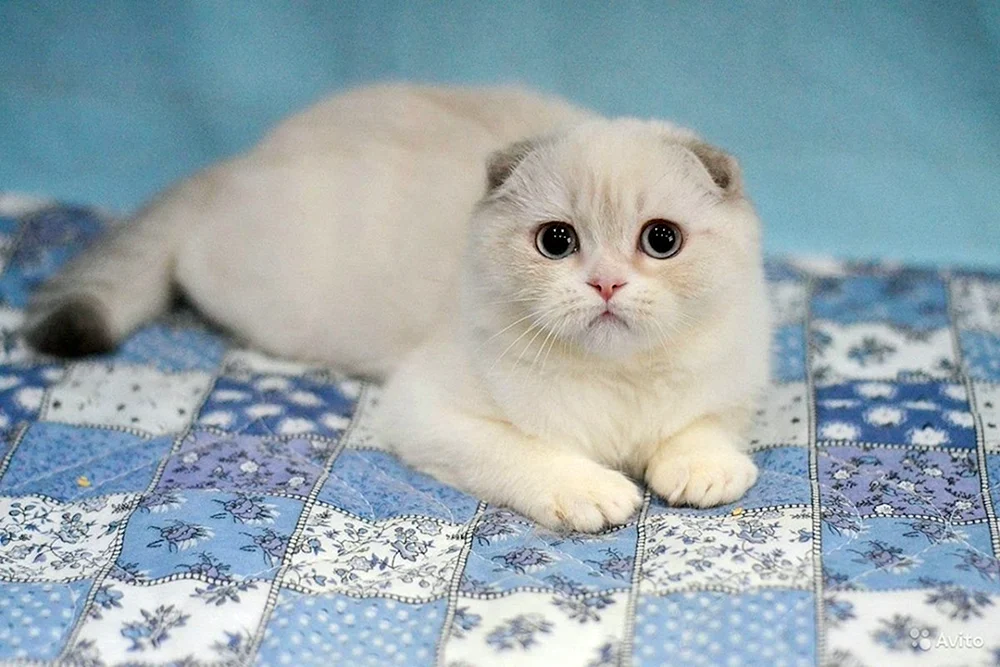 British Langhaar Chinchilla