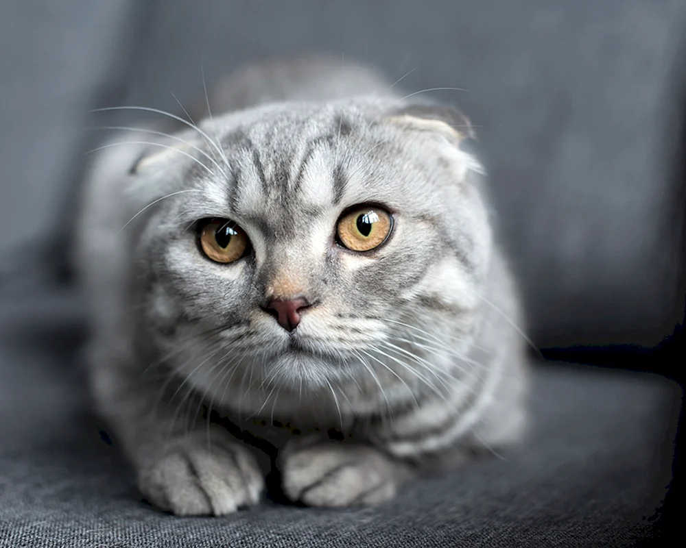 Scottish Fold Schottische Schopfkatze