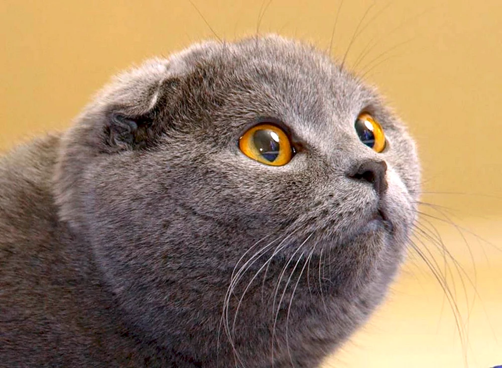 Schottische Katze schottisch Scottish Fold