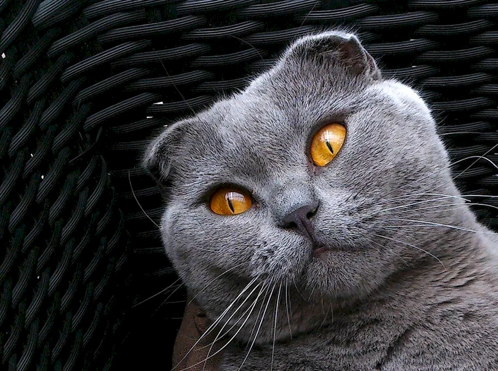 Sphynx Ukrainische Lefkoi