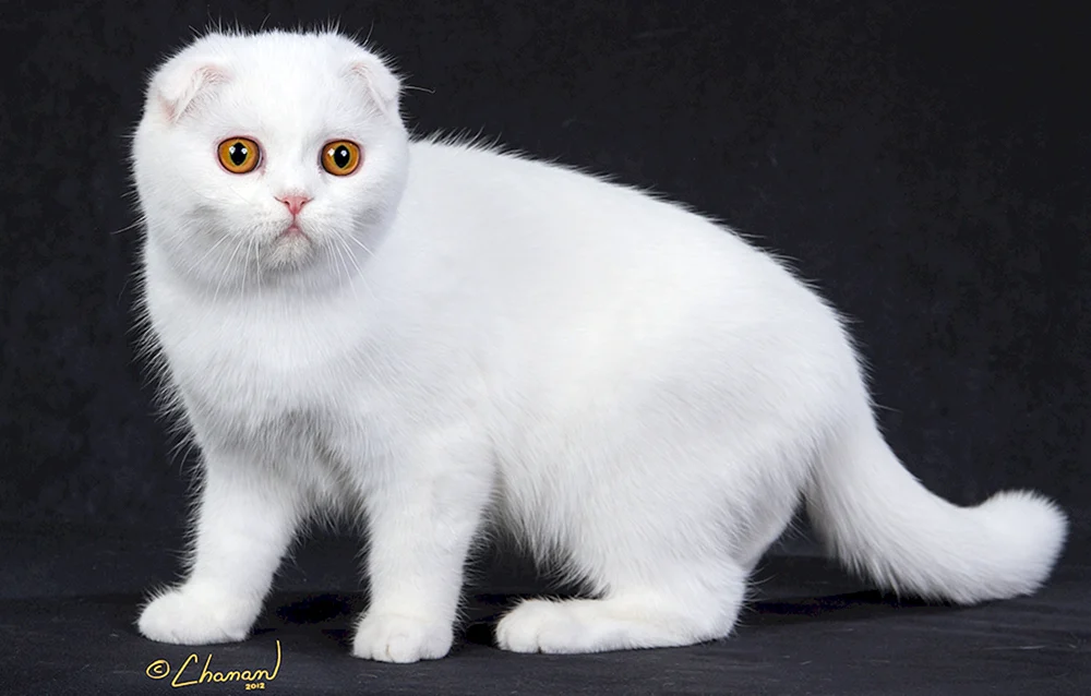 Scottish Fold schottische Lop Katze