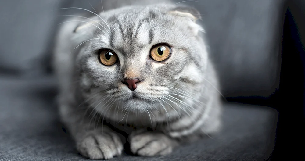 American Curl Katze