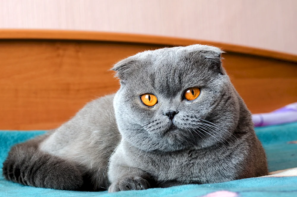 Scottish Fold Scottish Chinchilla Britisch blau