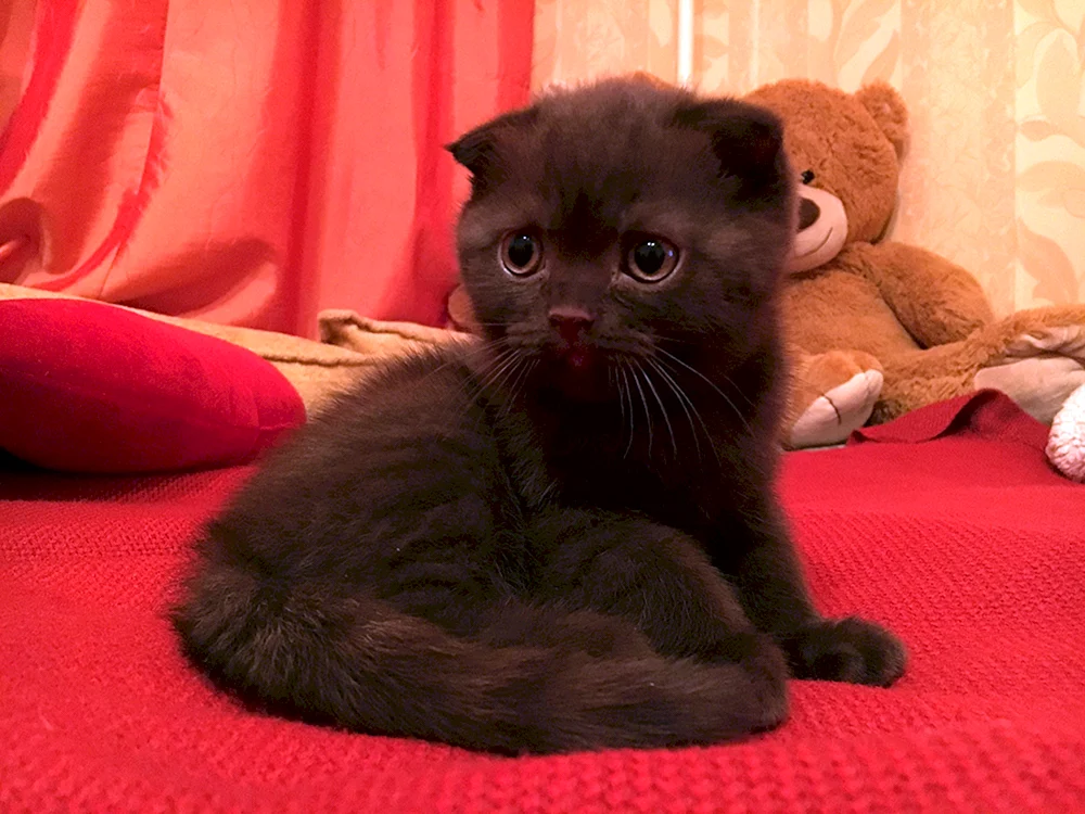 Schottische Schottische Katze Schottisch schokolade