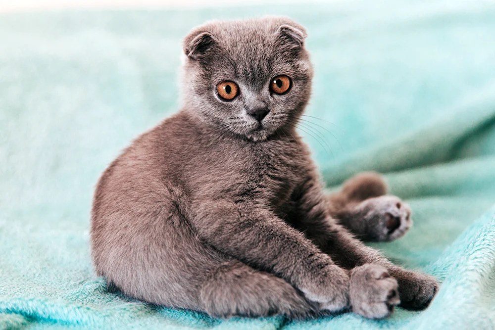 Scottish Fold Scottish Lop-Eared Katze