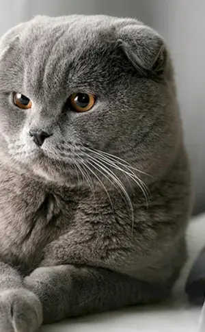 Scottish Fold Scottish Lop