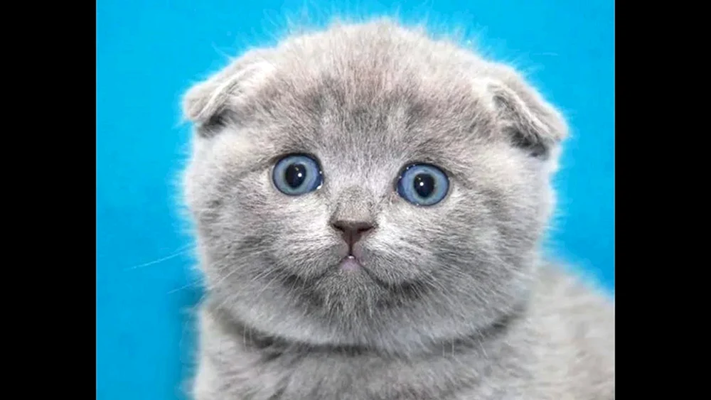 Britischer Schopf graue Katze