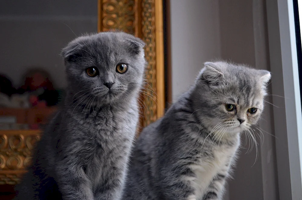 Schottische Fleckenkatze