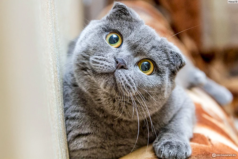 Irish lop cat
